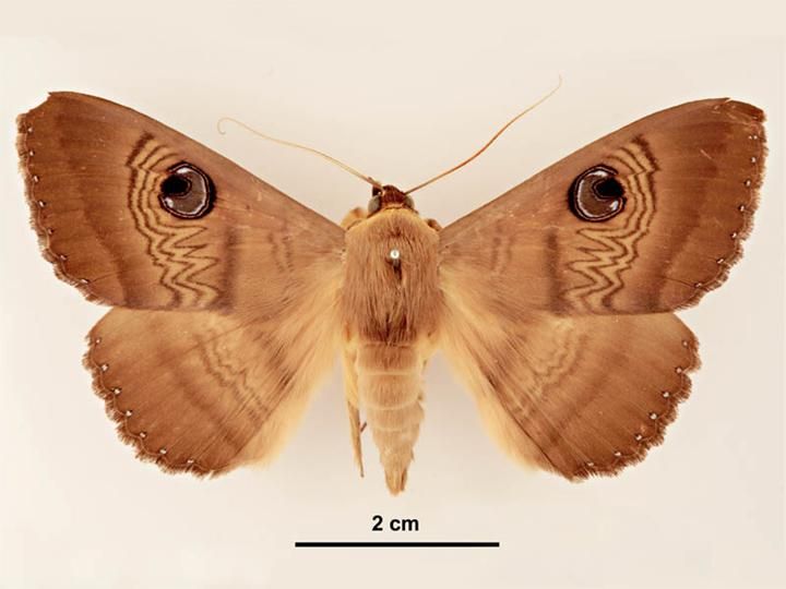 File:Dasypodia selenophora male dorsal.jpg