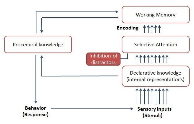 File:Distractor inhibition model.jpg