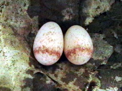 File:Egg spiderhunter.jpg