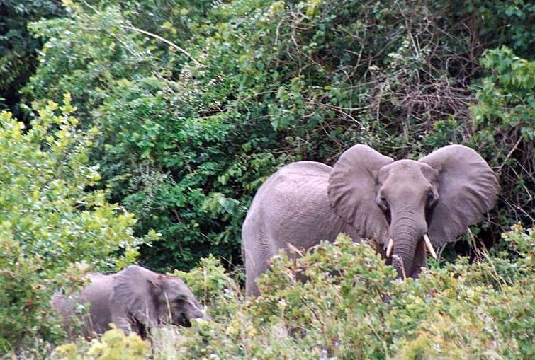 File:Elephants at shimba.jpg