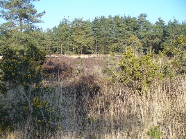 File:Elstead Common - geograph.org.uk - 691829.jpg