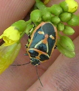 File:Eurydema gebleri on flower.jpg