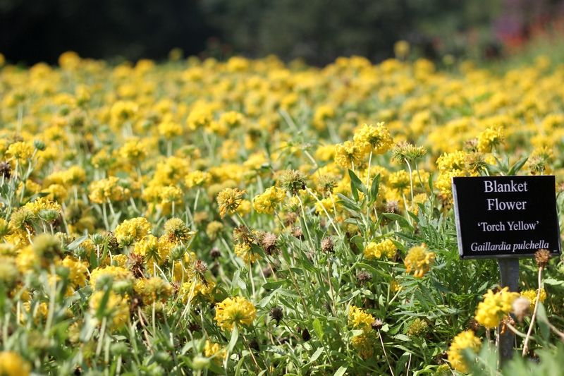 File:Gaillardia pulchella 'Torch Yellow'.jpg