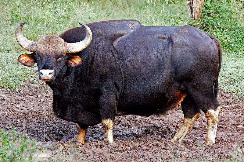 File:Gaur Male.jpg