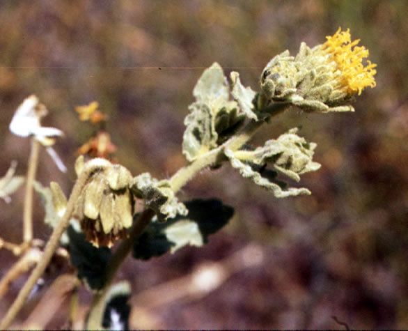 File:Geraea viscida San Diego County.jpg