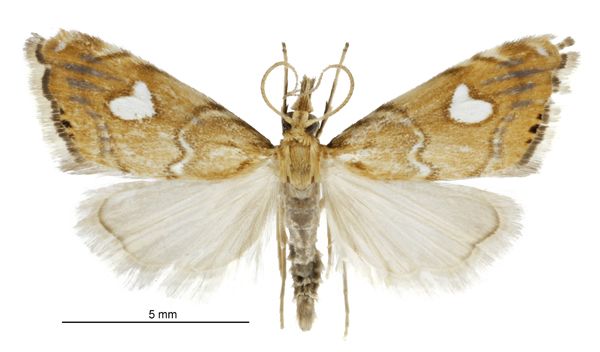 File:Glaucocharis leucoxantha male.jpg