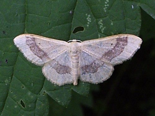 File:Idaea aversata.jpg