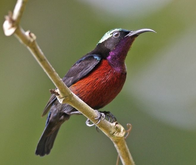 File:Leptocoma brasiliana (male) -Singapore-8.jpg