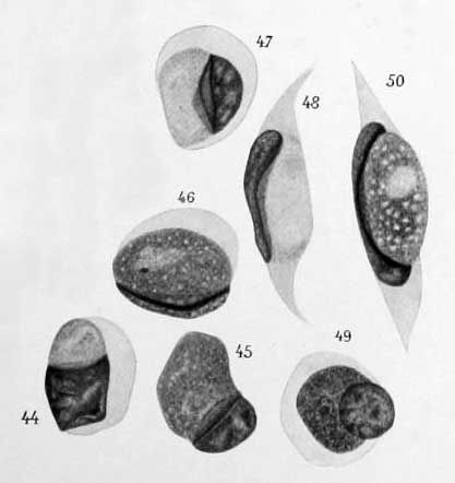 File:Leucocytozoon caprimulgi 1913.jpg