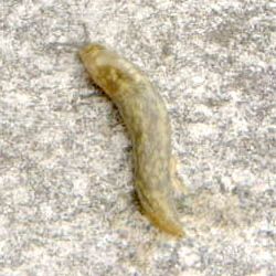 File:Limax flavus.JPG