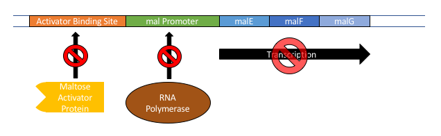 File:Maltose Operon Without Maltose Present.png