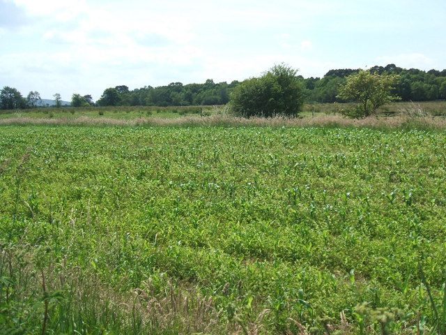 File:Meathop Moss - geograph.org.uk - 1373014.jpg