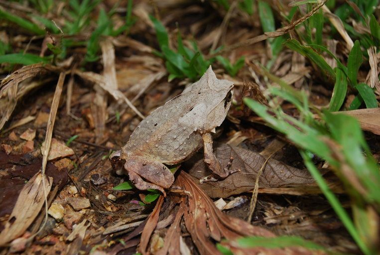 File:Megophrys ligayae01.jpeg