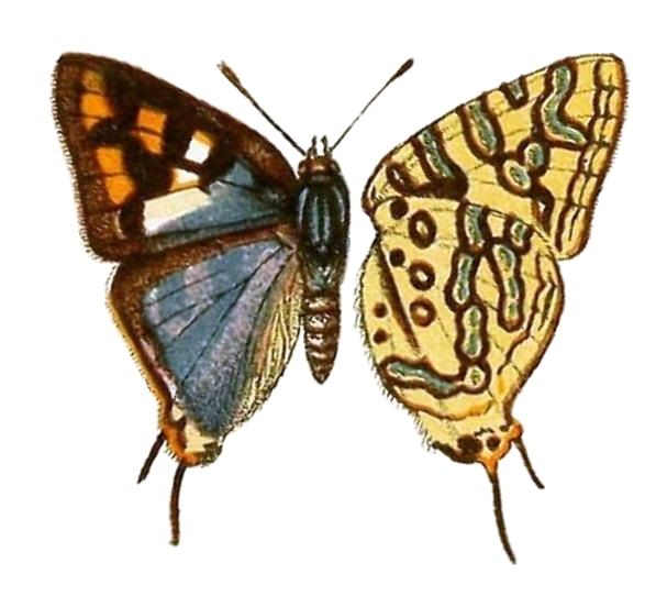 File:NeavePZSL1910Plate2, Cigaritis trimeni, ♂.jpg