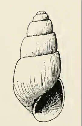 File:Odostomia herilda 001.png