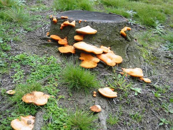 File:Orange-shelf-fungus.jpg