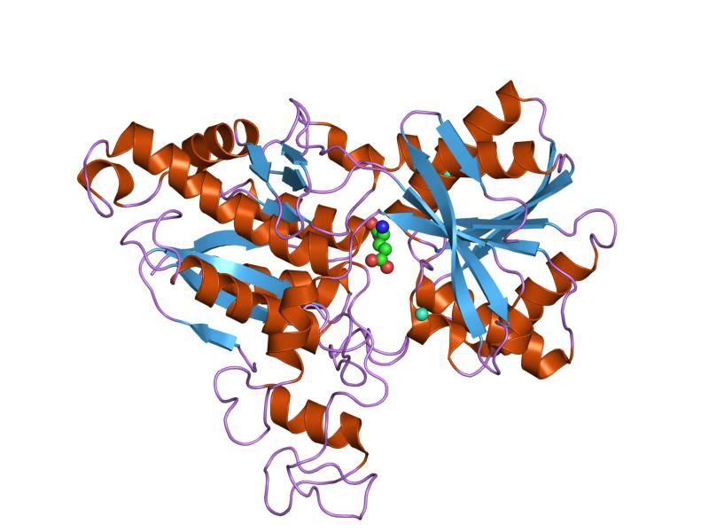 File:PDB 1isr EBI.jpg