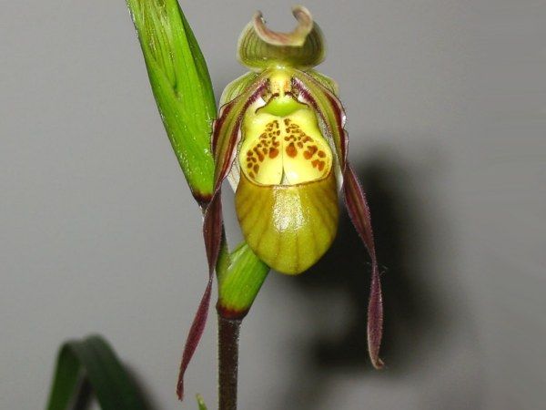 File:Phragmipedium caricinum 02.jpg