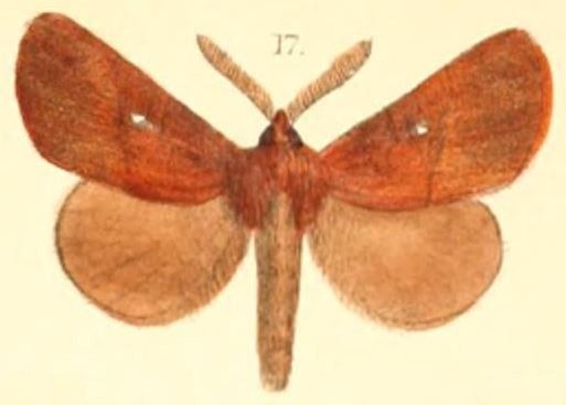 File:Pl.03-17-Kosala flavosignata (Moore, 1879) (Eutricha).JPG