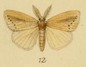 File:Pl.1-12-Laelia fracta Schaus & Clements, 1893.JPG