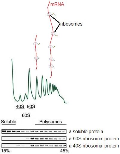 File:Polysomesleft.jpg