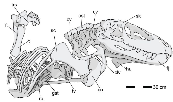 File:Prestosuchus ULBRA-PVT-281 diagram.jpg