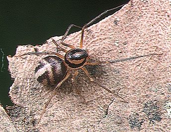 File:Scytodes.fusca.female.-.tanikawa.jpg