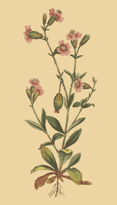 File:Silene pendula.png