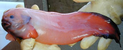 File:Snailfish.jpg