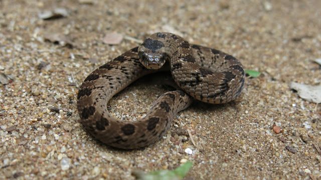 File:Snouted Night Adder, Causus defilippii.jpg