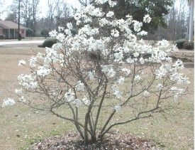 File:Star magnolia 8854.JPG