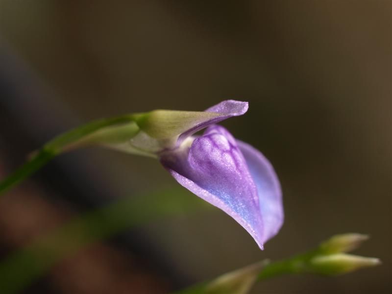 File:Utricularia babui 6.jpg