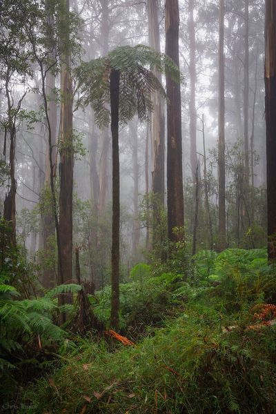 File:2022-04-03 Mount Tanglefoot track forest.jpg