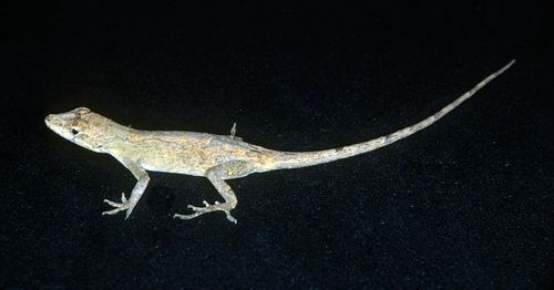 File:Anolis laeviventris.png