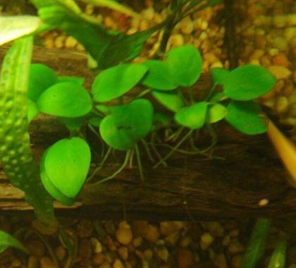 File:Anubias barteri var nana on a bogwood.jpg