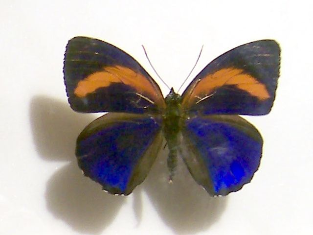 File:Callicore excelsior2.jpg