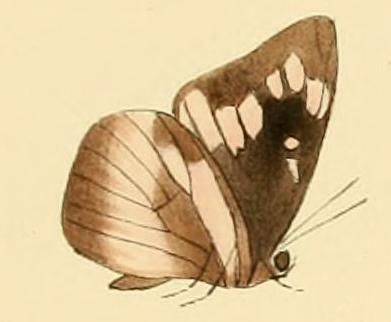 File:Cerautola ceraunia.JPG