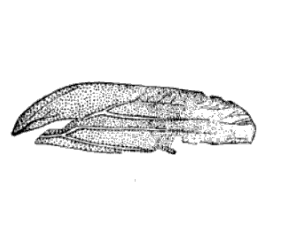 File:Cercopis grandescens Scudder 1895 pl1 Fig2.png