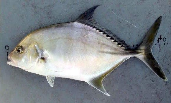 File:Coachwhip trevally Weipa.jpg