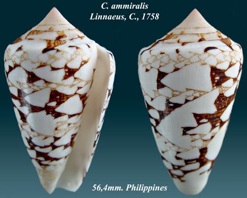 File:Conus ammiralis 3.jpg