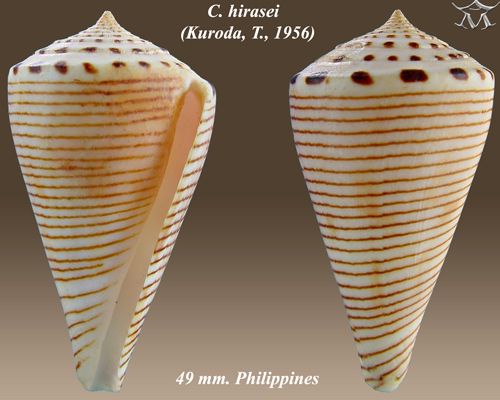 File:Conus hirasei 1.jpg