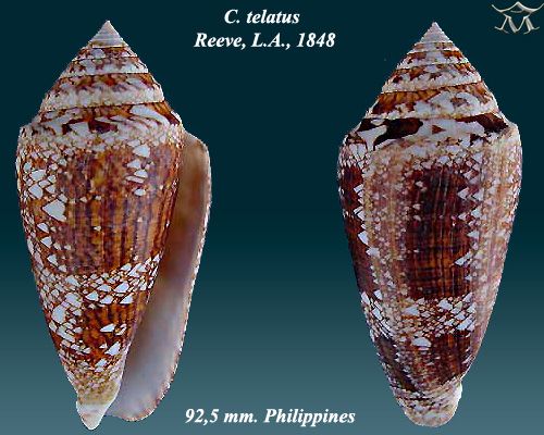 File:Conus telatus 1.jpg