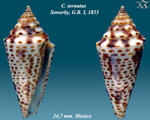 File:Conus tornatus 1.jpg