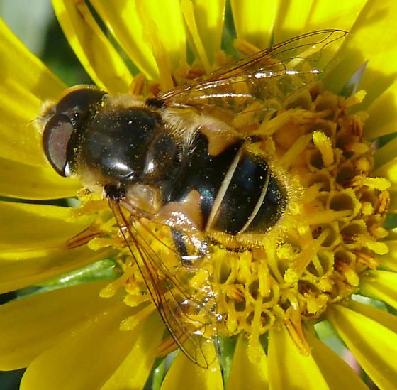 File:Eristalis hirta.jpg