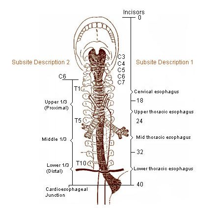 File:Illu esophagus.jpg