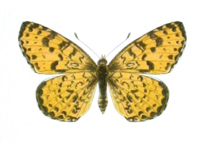 File:Melitaea didymoides pekinensis - Seitz.png