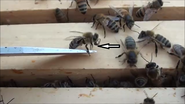 File:Mite biting bees.png