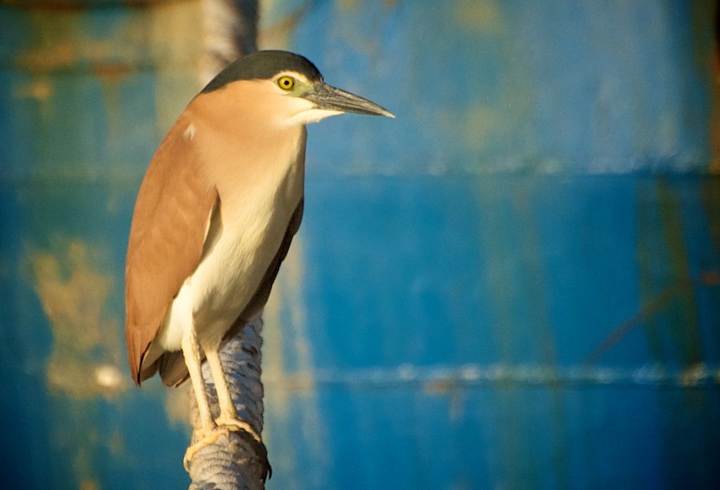 Nankeen Night Heron Fremantle Harbour