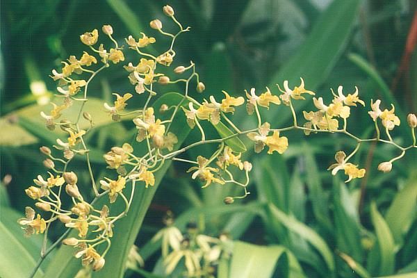 File:Oncidium macronix.jpg