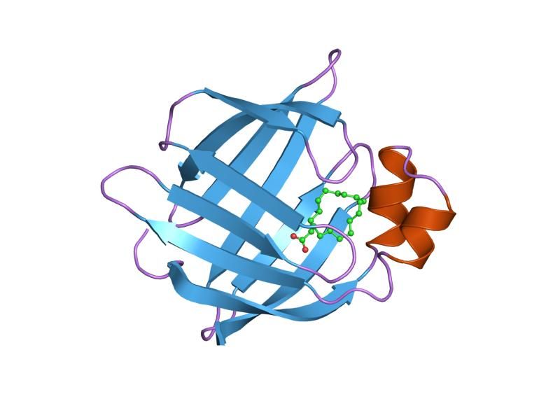 File:PDB 1hms EBI.jpg